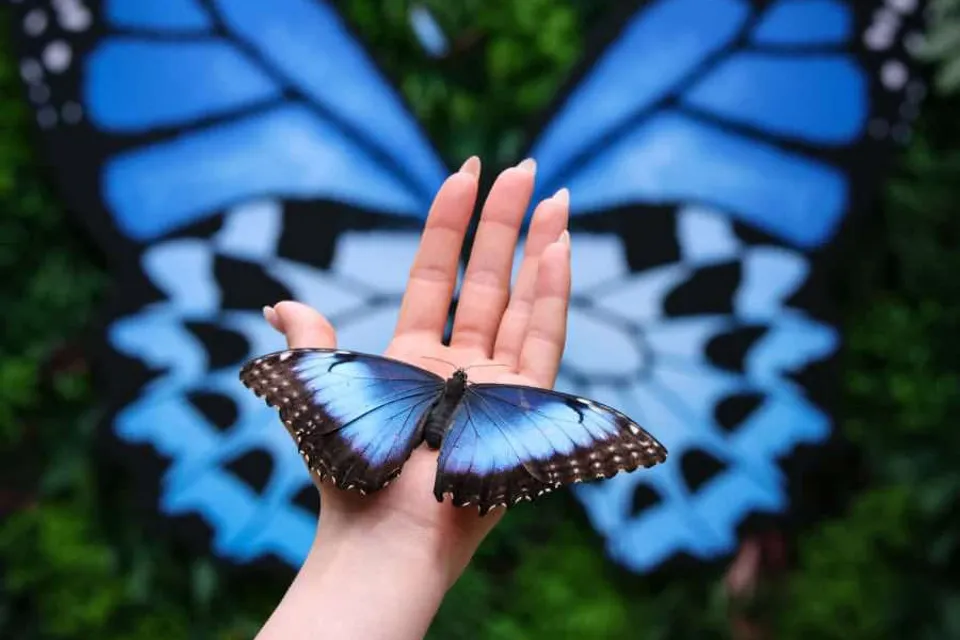 Butterfly House