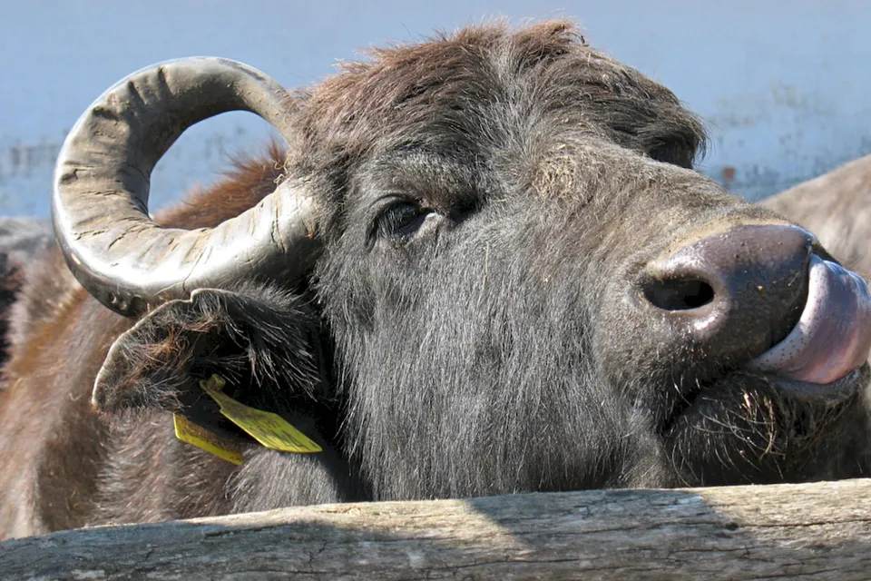 Kápolnapuszta Buffalo Reserve