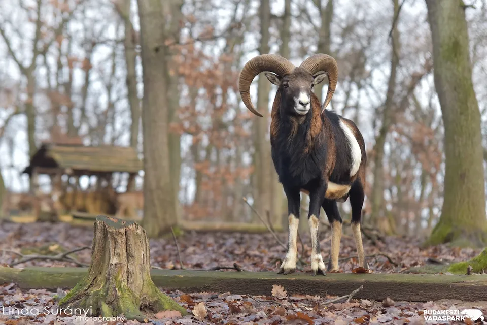 Budakeszi Wildlife Park