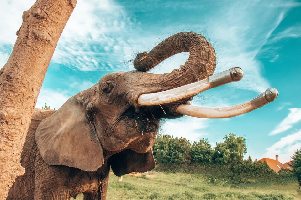 Kimba Elephant Park