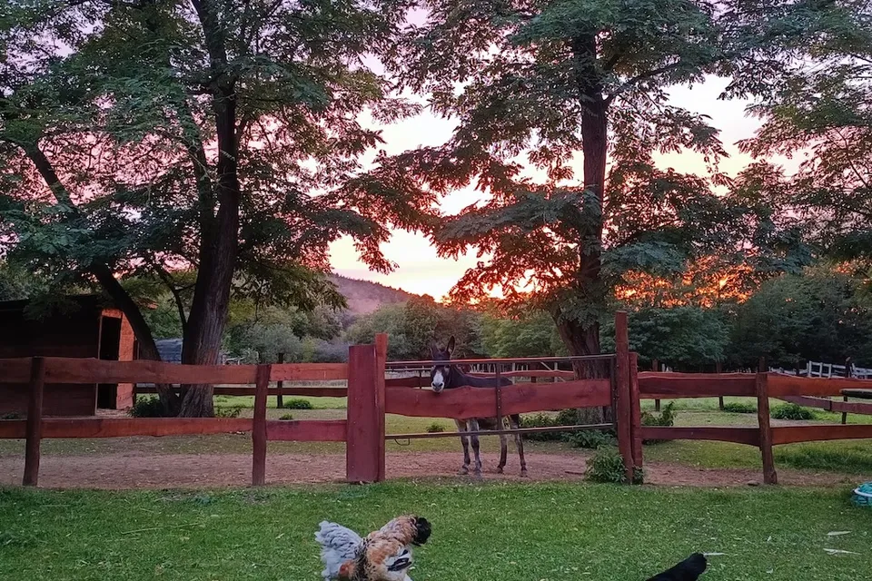 Bárókút Horse Farm & Petting Zoo