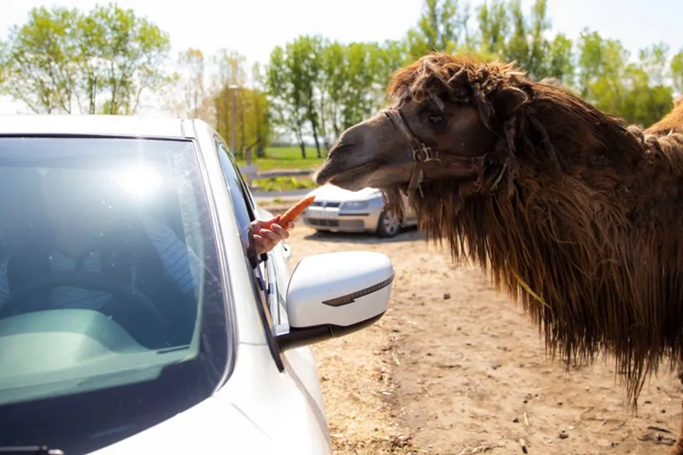 SafariPark - Pusztaottlaka