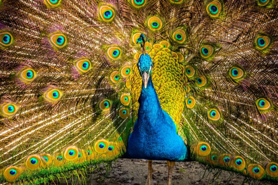 Kecskemét Wildlife Park