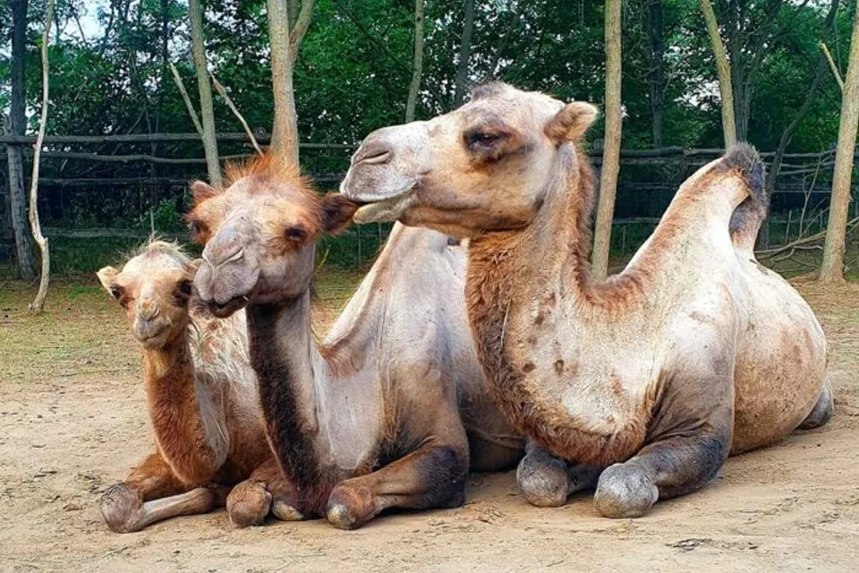 Camel Farm and Petting Zoo
