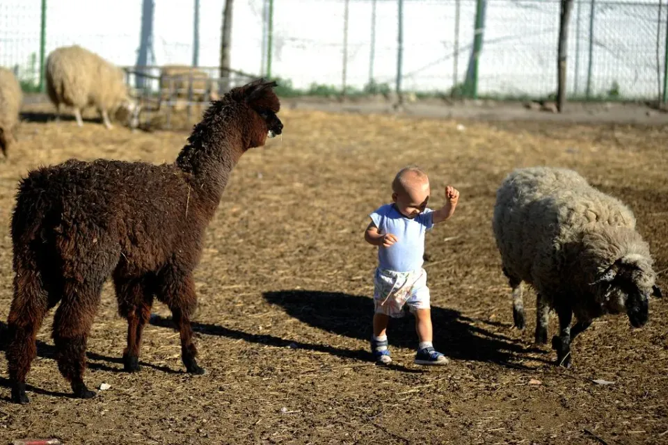 Dinnyési Farmyard