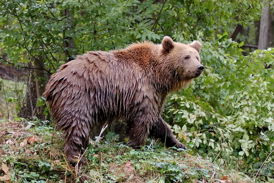 Miskolc Zoo