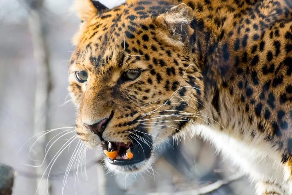 Szeged Wildlife park