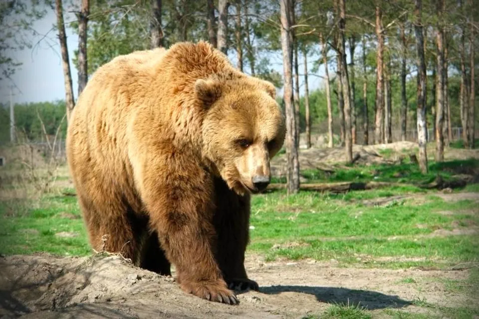 Veresegyháza Bear Sanctuary