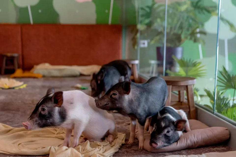 Mini Pig Cafe