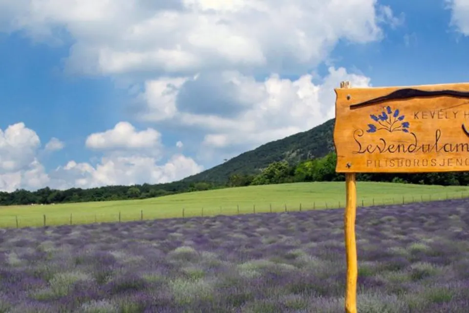 Kevélyhegyi Lavender Field