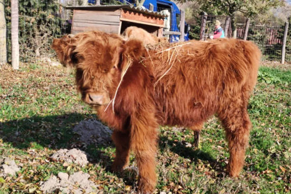 Dodó Vadfarm és Szabadidőpark