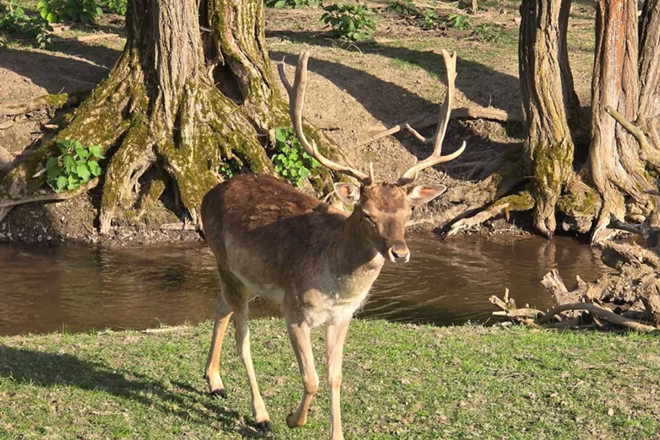 Egresvölgyi Vadaspark