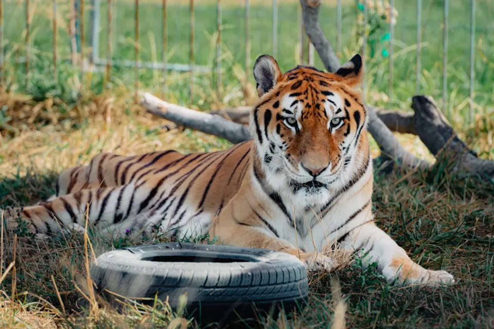 ZOO Szigetbecse- Vadvirág Állat és Élménypark