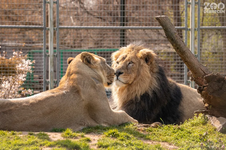 Zoo Debrecen