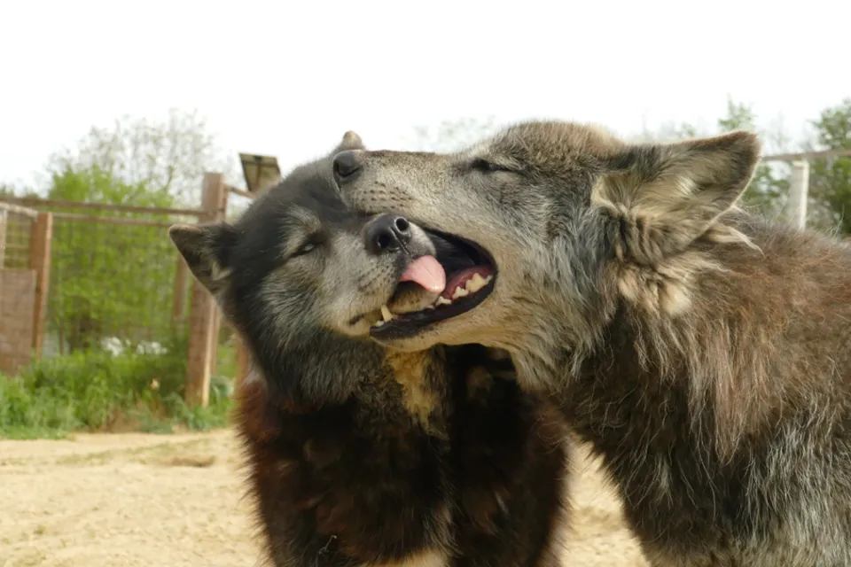 Zoo Mecske