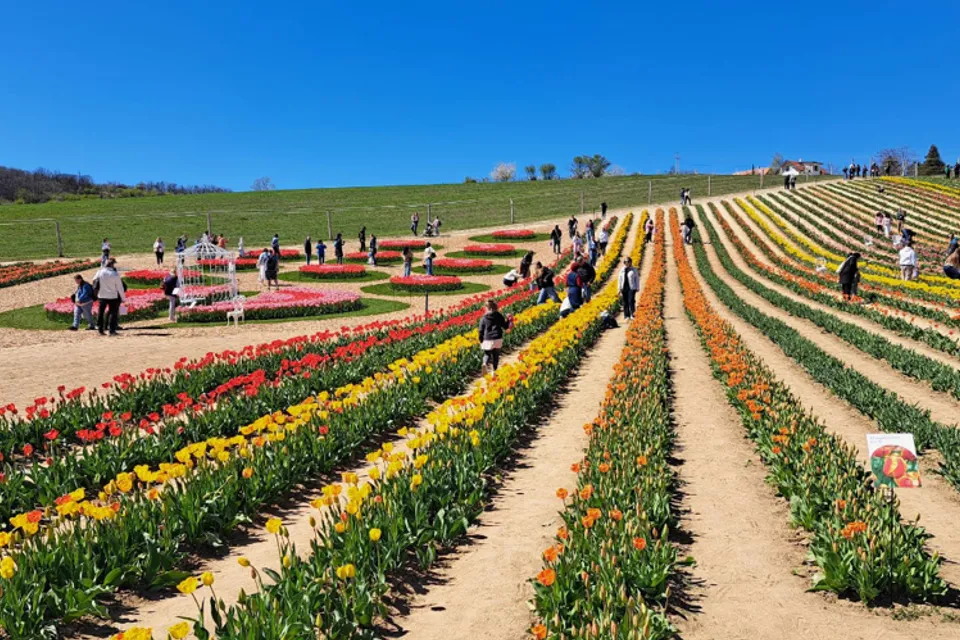 Kőröshegy Tulip and Lavender Park