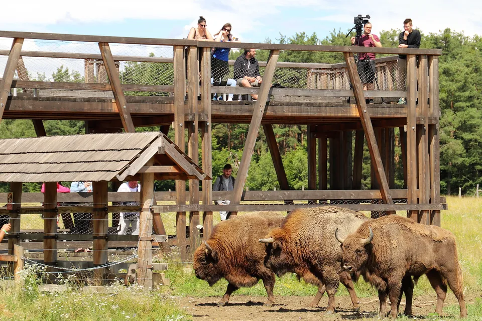 The Bison Observation