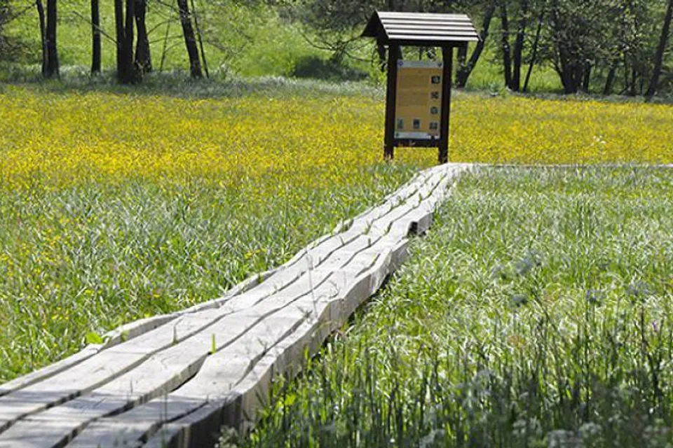 The House of Bogs