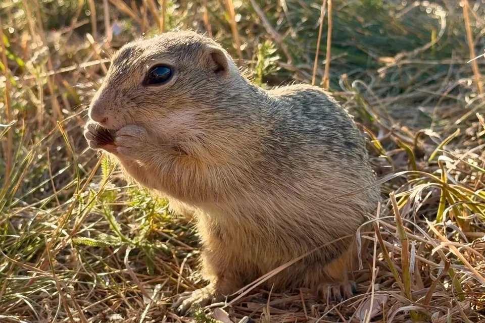Ground Squirrels in Tihany
