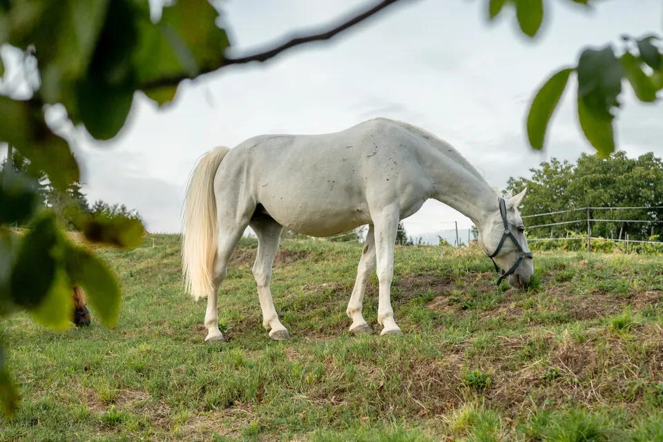 Billegéri Riding Ranch