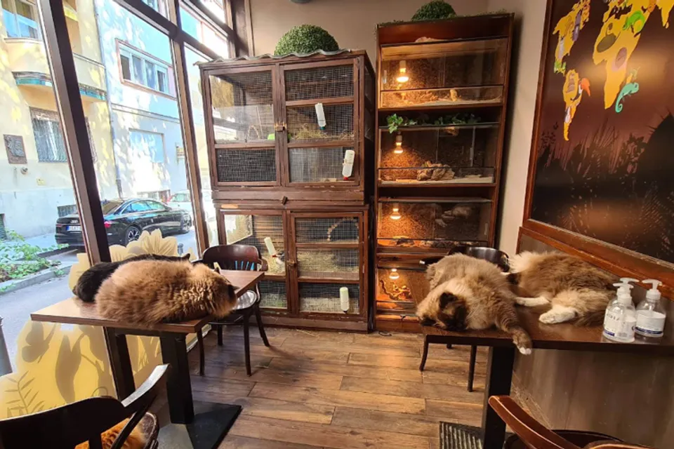 Zoo Cafe
