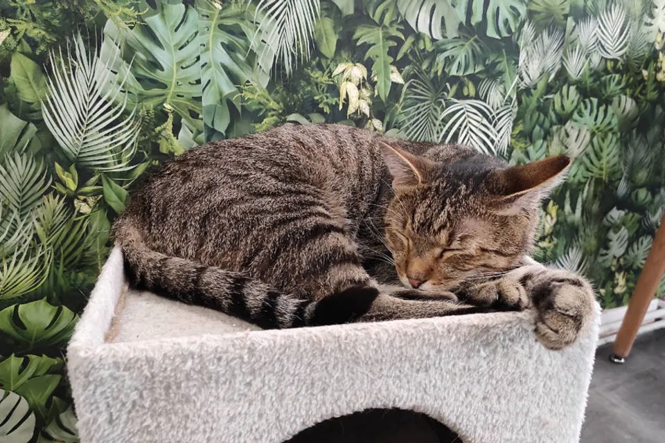 Cicuskám Cat Cafe